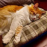 cat, sleeping, fluffy, orange_and_white, cushion, plaid, cozy, indoor, pet, resting, fur, relaxed, pillow, wooden_floor, animal, domestic, cute, whiskers, paw, quiet
