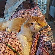 Chevy is registered to the contest to win money with this photo: cat, orange_cat, white_cat, pet, indoor, blanket, patterned_blanket, couch, furniture, relaxed, lying_down, looking_at_camera, cozy, home, door, window, calm, fur, animal, domestic_animal