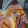 cat, orange_cat, white_cat, pet, indoor, blanket, patterned_blanket, couch, furniture, relaxed, lying_down, looking_at_camera, cozy, home, door, window, calm, fur, animal, domestic_animal