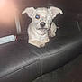 One Eye'D Willie joined the competition — help win amazing prizes! animal, canine, car_interior, chain, collar, cute, dark, dog, eyeglow, flash, fur, indoor, leather, night, one-eyed, pet, portrait, seat, sitting, small_dog