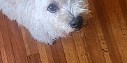 One Eye'D Willie is registered to the contest to win money with this photo: animal, canine, clothing, dog, footwear, hardwood, hosiery, indoors, interiordesign, pet, plywood, poodle, puppy, shoe, sock, stainedwood, terrier, whitedog, wood, woodpanels
