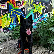 Akela participe au concours pour gagner de l'argent avec cette photo : dog, black_dog, sitting, panting, tongue_out, graffiti, colorful, wall, outdoor, plants, greenery, dirt, rocks, leash, happy, pet, canine, nature, urban, vibrant