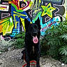 dog, black_dog, sitting, panting, tongue_out, graffiti, colorful, wall, outdoor, plants, greenery, dirt, rocks, leash, happy, pet, canine, nature, urban, vibrant