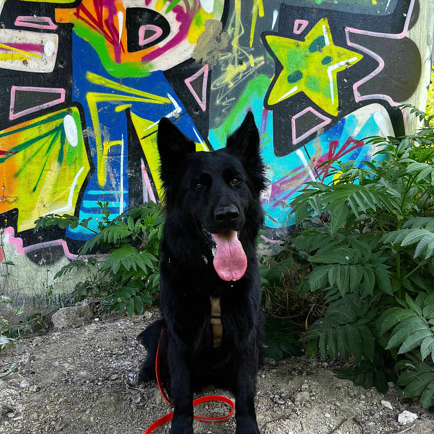 Akela