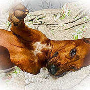 Maggy Mae is registered to the contest to win money with this photo: dog, brown_dog, pet, bed, blanket, floral_pattern, cozy, indoor, relaxed, paw, fur, canine, sleepy, cute, animal, resting, comfort, domestic, lying_down, closeup