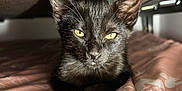 Luna is registered to the contest to win money with this photo: cat, kitten, black_cat, yellow_eyes, pet, animal, indoor, blanket, pink, pattern, furniture, under_furniture, curious, treat, small_object, close_up, portrait, resting, young_animal, domestic_animal