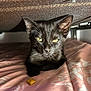 cat, kitten, black_cat, yellow_eyes, pet, animal, indoor, blanket, pink, pattern, furniture, under_furniture, curious, treat, small_object, close_up, portrait, resting, young_animal, domestic_animal