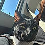 Luna is registered to the contest to win money with this photo: cat, black_cat, close_up, green_eyes, sunlight, car_interior, harness, pet, animal, domestic_cat, seatbelt, window, person, arm, fur, whiskers, relaxing, daylight, portrait, indoor