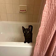 Luna joined the competition — help win amazing prizes! cat, black_cat, bathtub, bathroom, shower_curtain, pink_curtain, tiles, curious, pet, animal, domestic, feline, indoor, white, clean, floor, ears, eyes, tail, fur