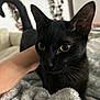 Luna joined the competition — help win amazing prizes! black_cat, cat, pet, animal, yellow_eyes, whiskers, fur, close_up, indoor, blanket, hand, cozy, soft_texture, floral_background, domestic_animal, feline, cute, companion, relaxing, bedroom
