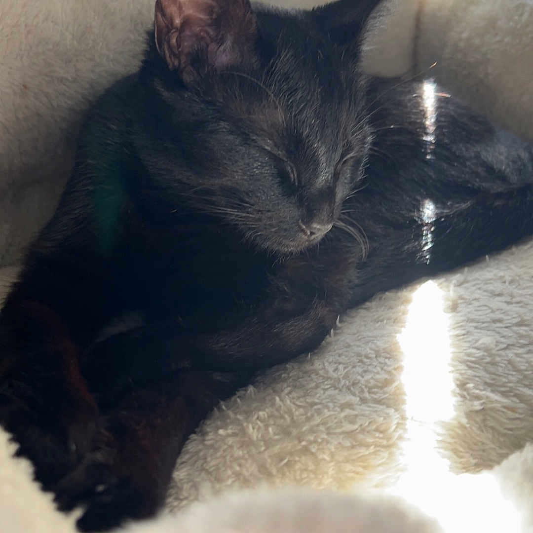 Luna is registered to the contest to win money with this photo: animal, black_cat, cat, comfort, cozy, cute, domestic_animal, feline, fur, home, indoor, nap, peaceful, pet_bed, relaxed, resting, sleeping, soft, sunlight, window_light