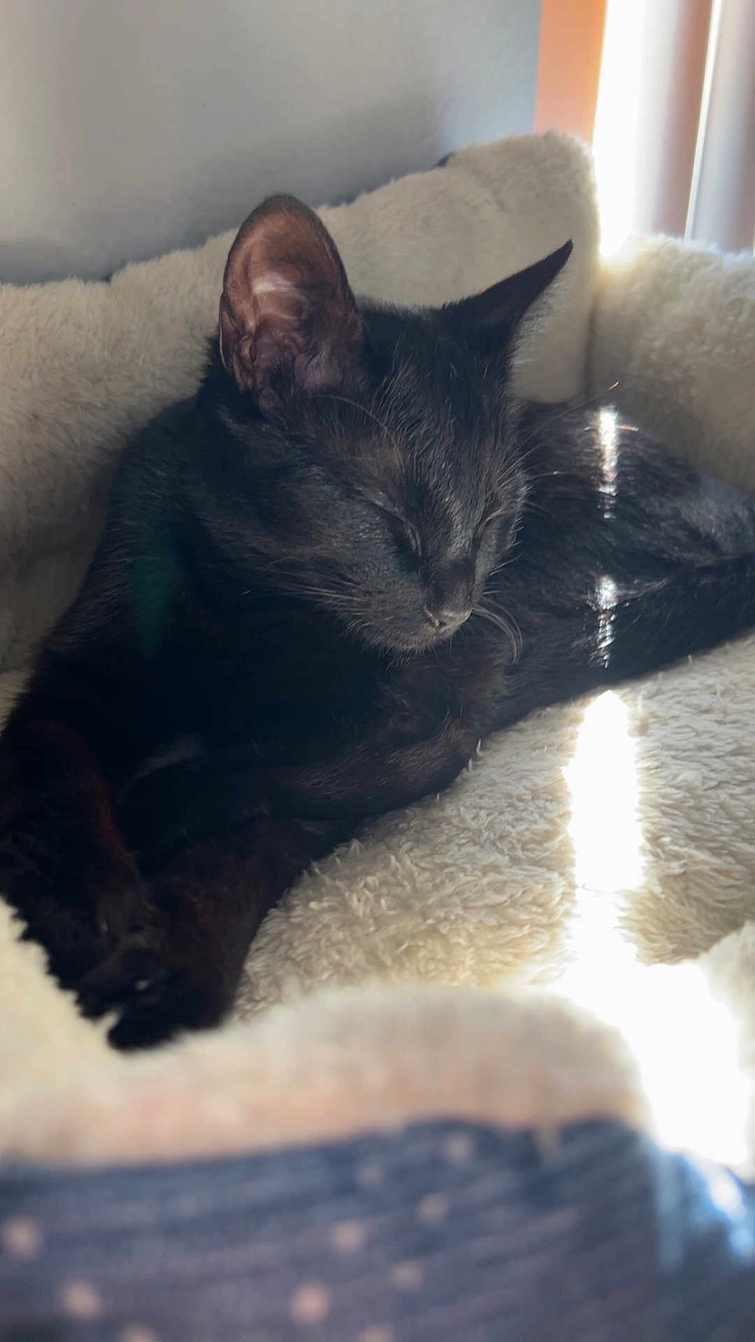Luna is registered to the contest to win money with this photo: cat, black_cat, sleeping, pet_bed, sunlight, cozy, indoor, resting, feline, fur, animal, cute, relaxed, home, soft, peaceful, nap, comfort, domestic_animal, window_light