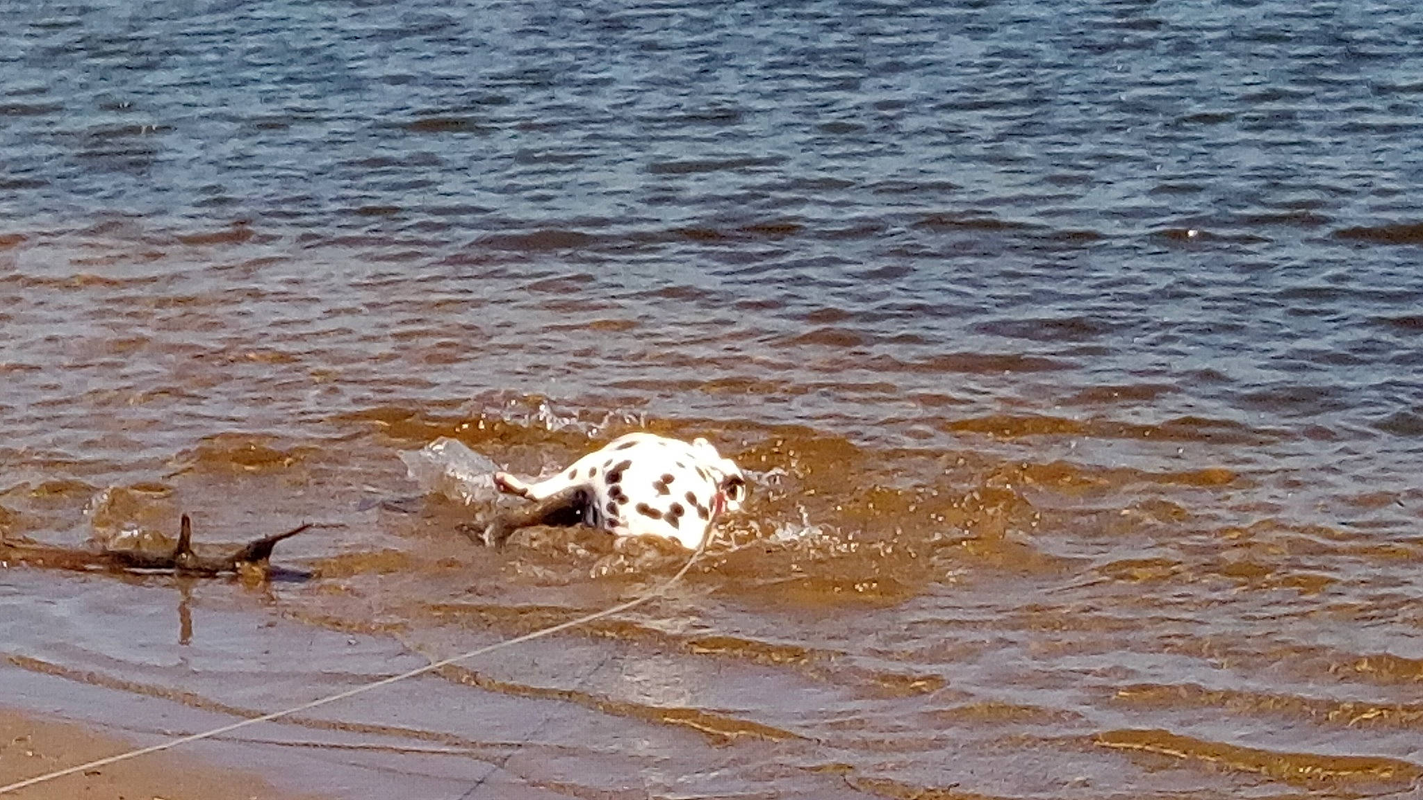 Java participe au concours pour gagner de l'argent avec cette photo : ball, canidae, carnivore, dog_breed, fluid, gun_dog, lake, liquid, ocean, sea, seabird, sporting_group, terrestrial_animal, water, water_bird, wave, wildlife, wind_wave, wood, working_animal