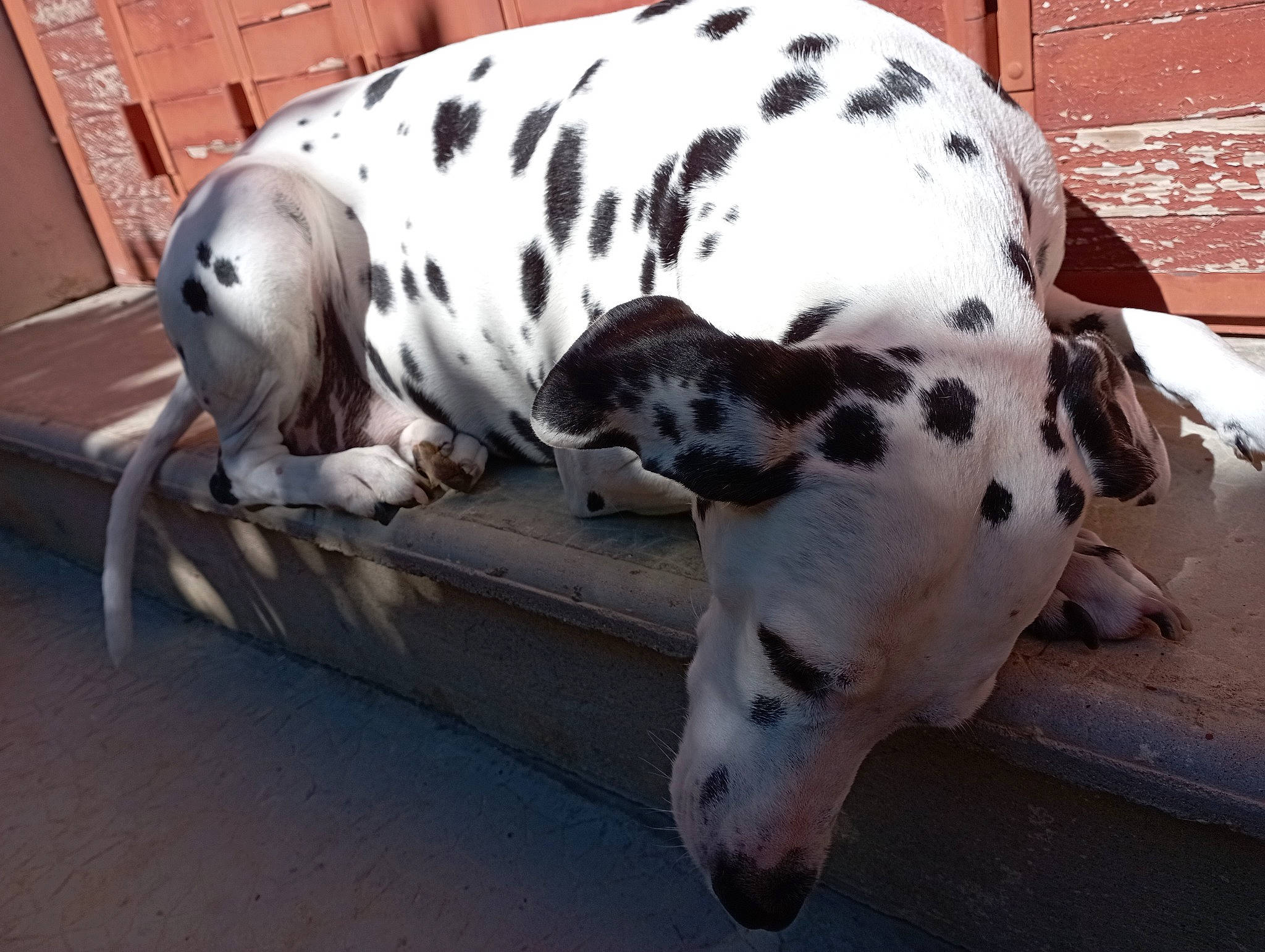 Java participe au concours pour gagner de l'argent avec cette photo : canidae, carnivore, collar, companion_dog, dalmatian, dog, dog_breed, fawn, non_sporting_group, pet_supply, snout, sporting_group, terrestrial_animal, vehicle, windshield, working_animal