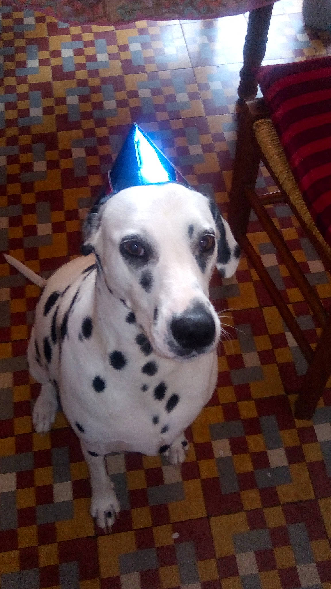 Java participe au concours pour gagner de l'argent avec cette photo : canidae, carnivore, chair, collar, companion_dog, dalmatian, dog, dog_breed, dog_collar, dog_supply, flooring, guard_dog, hardwood, non_sporting_group, pattern, snout, sporting_group, terrestrial_animal, wood, working_animal