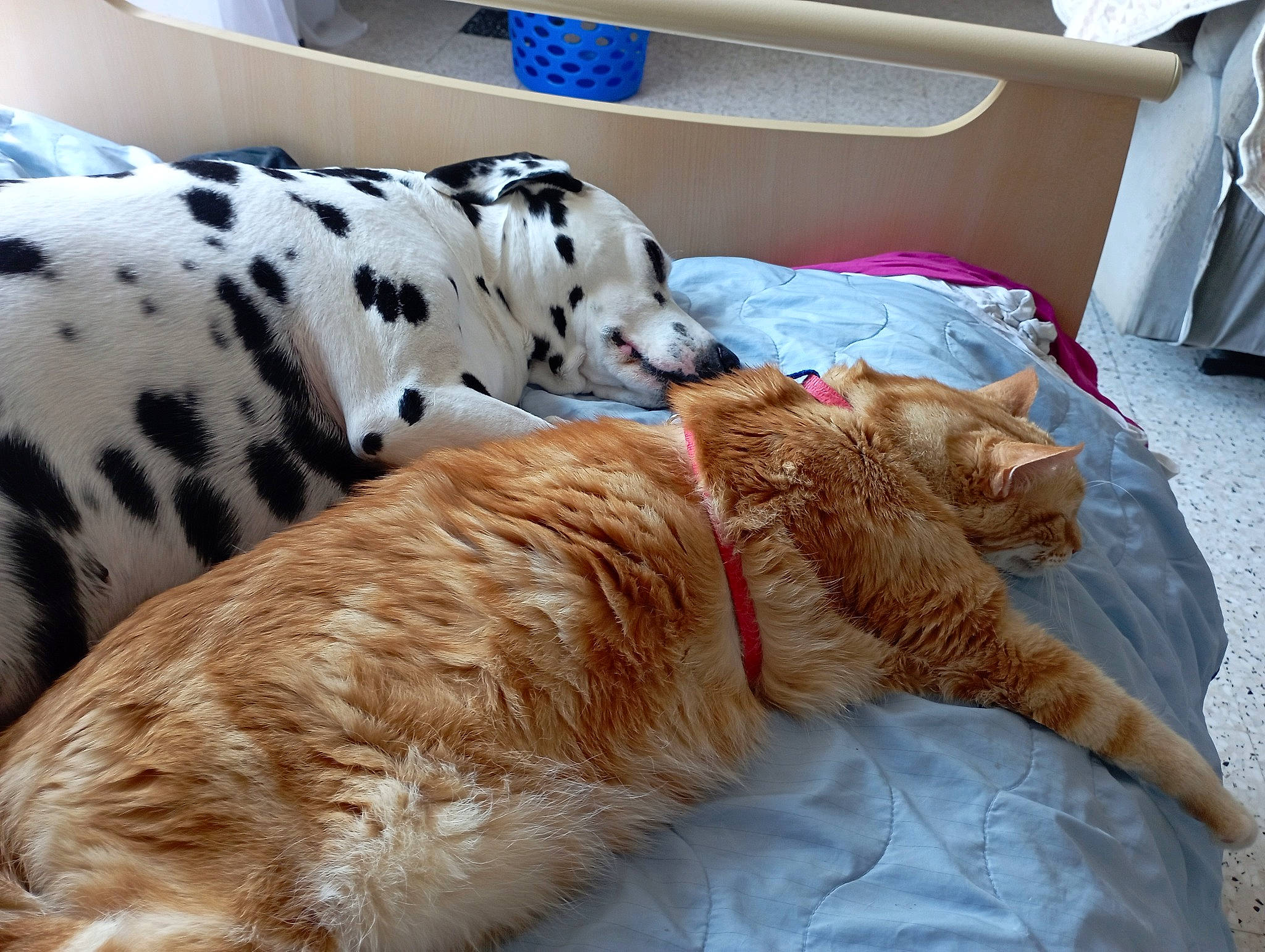 Tigrou a rejoint le concours — aidez-le/la à gagner de superbes lots ! canidae, carnivore, comfort, companion_dog, couch, dog, dog_breed, dog_supply, fawn, felidae, fur, linens, mammal, non_sporting_group, paw, room, small_to_medium_sized_cats, sporting_group, tail, working_animal