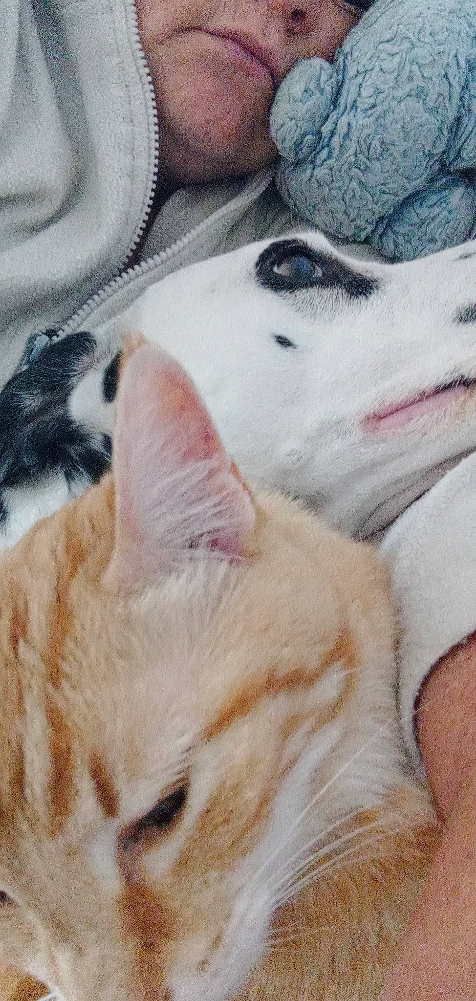 Tigrou a rejoint le concours — aidez-le/la à gagner de superbes lots ! canidae, carnivore, cat, comfort, companion_dog, dog, dog_breed, domestic_short_haired_cat, eyelash, fawn, felidae, foot, fur, paw, small_to_medium_sized_cats, snout, sporting_group, tail, whiskers, wolf