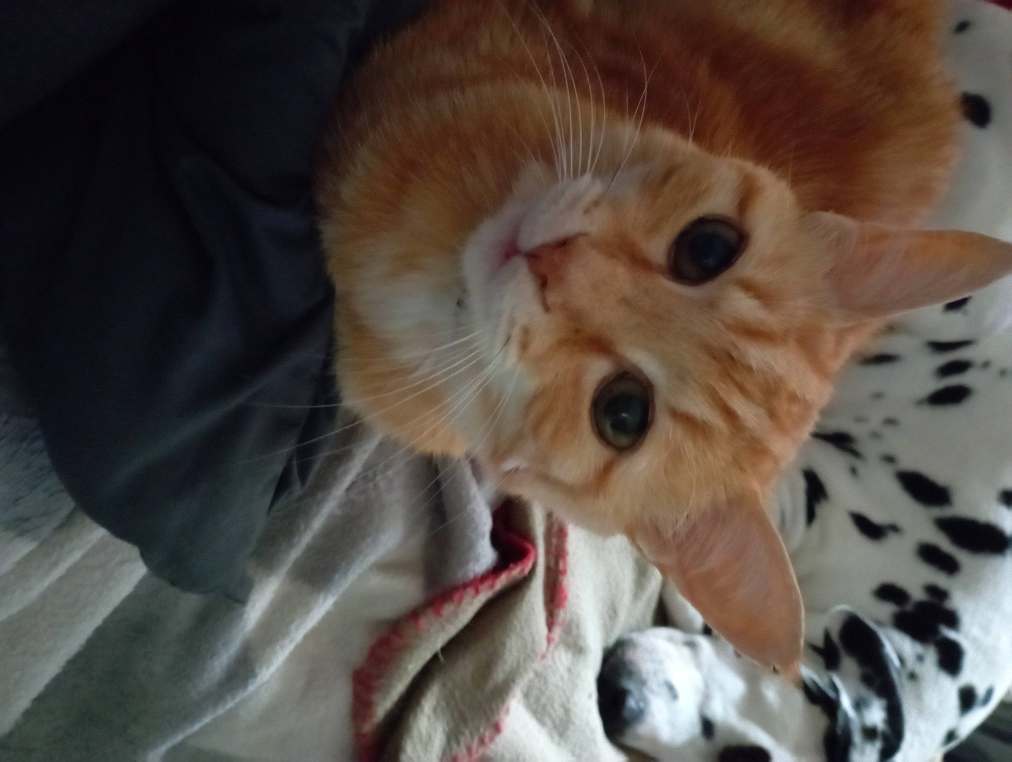 Tigrou participe au concours pour gagner de l'argent avec cette photo : carnivore, cat, claw, comfort, companion_dog, dog_breed, domestic_short_haired_cat, fang, fawn, felidae, fur, paw, small_to_medium_sized_cats, snout, tail, terrestrial_animal, whiskers, wood