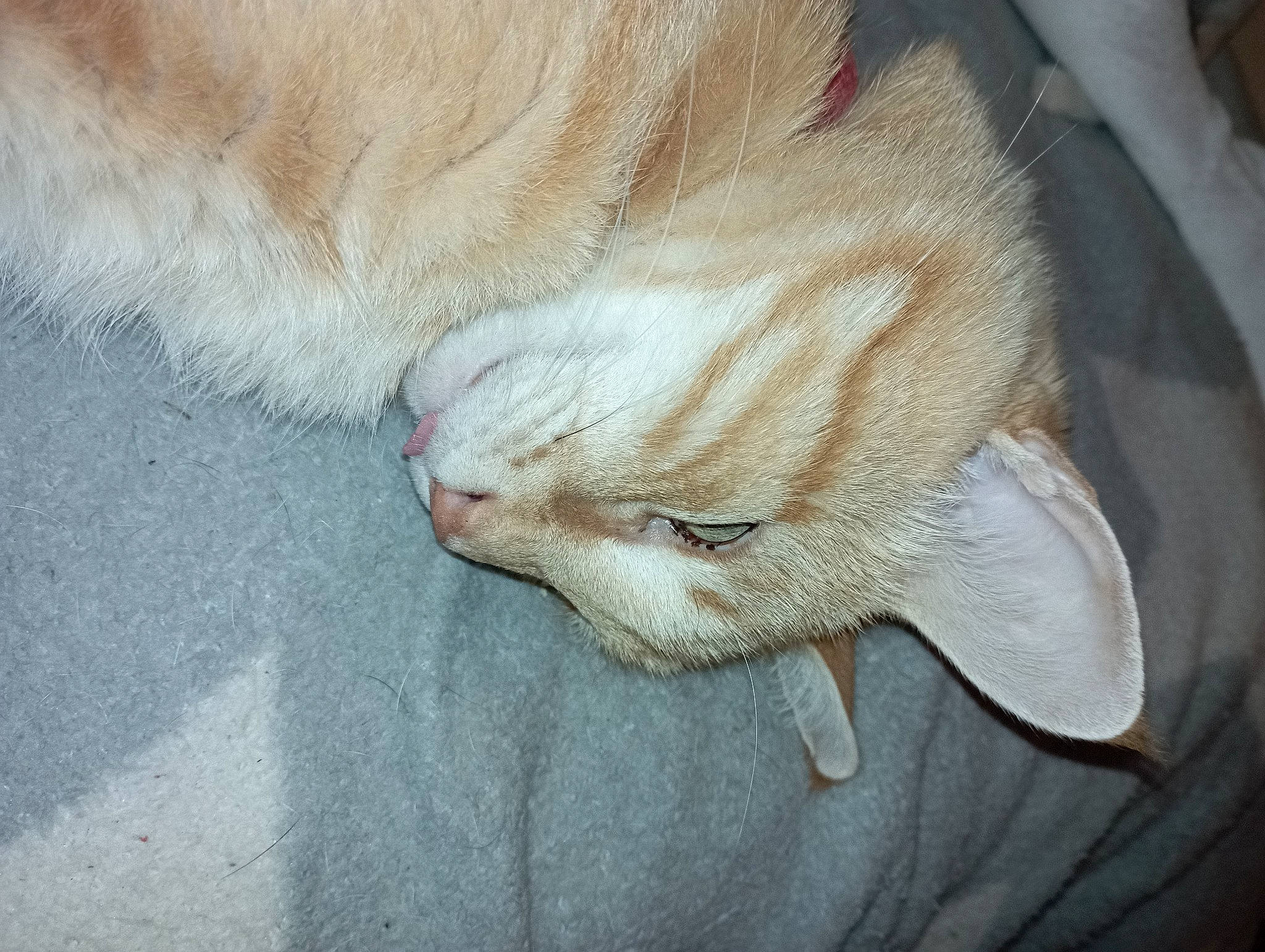 Tigrou participe au concours pour gagner de l'argent avec cette photo : carnivore, cat, claw, comfort, domestic_short_haired_cat, ear, fawn, felidae, foot, fur, gesture, nail, paw, small_to_medium_sized_cats, snout, tail, whiskers, wood, wool, wrinkle