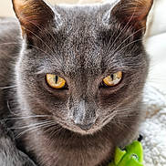 Gavroche a rejoint le concours — aidez-le/la à gagner de superbes lots ! cat, gray_cat, yellow_eyes, close_up, whiskers, ears, fur, pet, animal, indoor, plush_toy, green_toy, blanket, soft_texture, cute, domestic_cat, feline, face, portrait, relaxed
