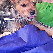 Yugo participe au concours pour gagner de l'argent avec cette photo : dog, small_dog, security_vest, bed, blanket, pink_blanket, green_blanket, blue_blanket, fur, pet, canine, mouth_open, tongue_out, alert, indoor, resting, cute, fur_texture, animal, companion