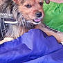 dog, small_dog, security_vest, bed, blanket, pink_blanket, green_blanket, blue_blanket, fur, pet, canine, mouth_open, tongue_out, alert, indoor, resting, cute, fur_texture, animal, companion