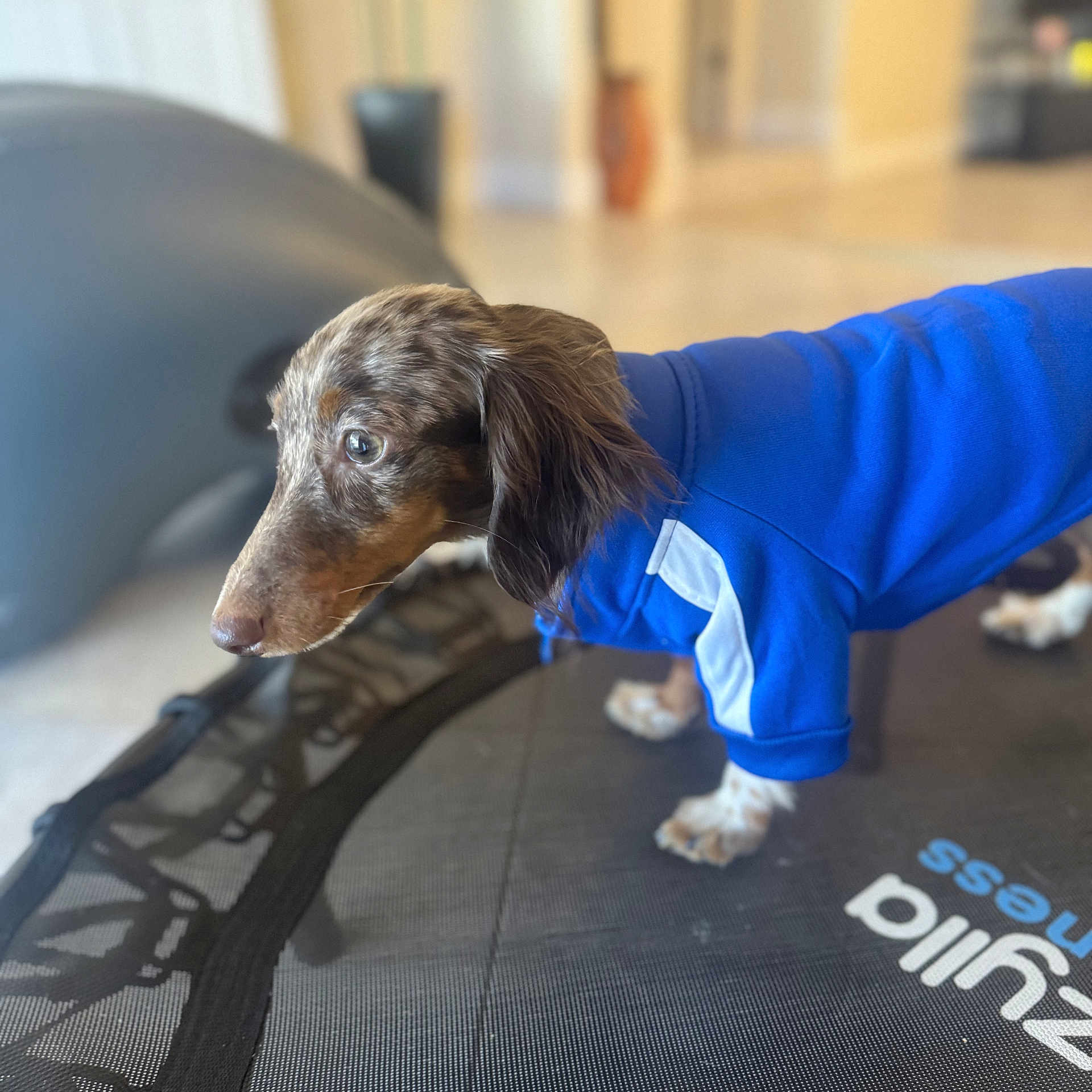 Fredo Woofz is registered to the contest to win money with this photo: animal, blue_hoodie, brown_coat, clothing, curious, cute, dog, domestic_animal, focused, furry, indoor, looking_sideways, pet, pet_clothing, puppy, small_dog, speckled, standing, trampoline, young_dog