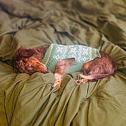 Fredo Woofz joined the competition — help win amazing prizes! dog, sleeping, sweater, green, bed, blanket, cozy, fur, pet, resting, indoor, cute, animal, mammal, relaxing, small_dog, brown_fur, knitwear, comfort, sleep