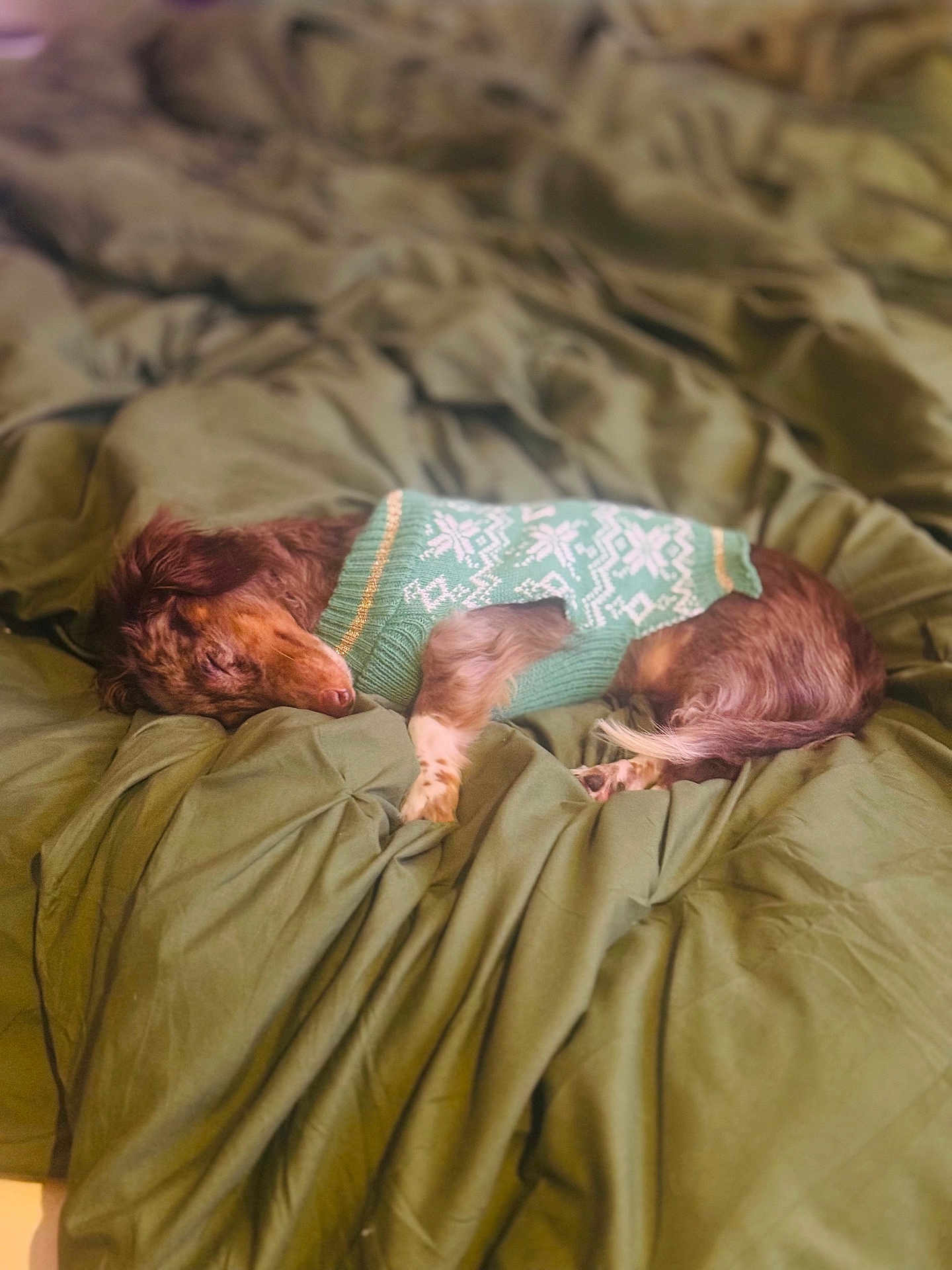 Fredo Woofz joined the competition — help win amazing prizes! dog, sleeping, sweater, green, bed, blanket, cozy, fur, pet, resting, indoor, cute, animal, mammal, relaxing, small_dog, brown_fur, knitwear, comfort, sleep