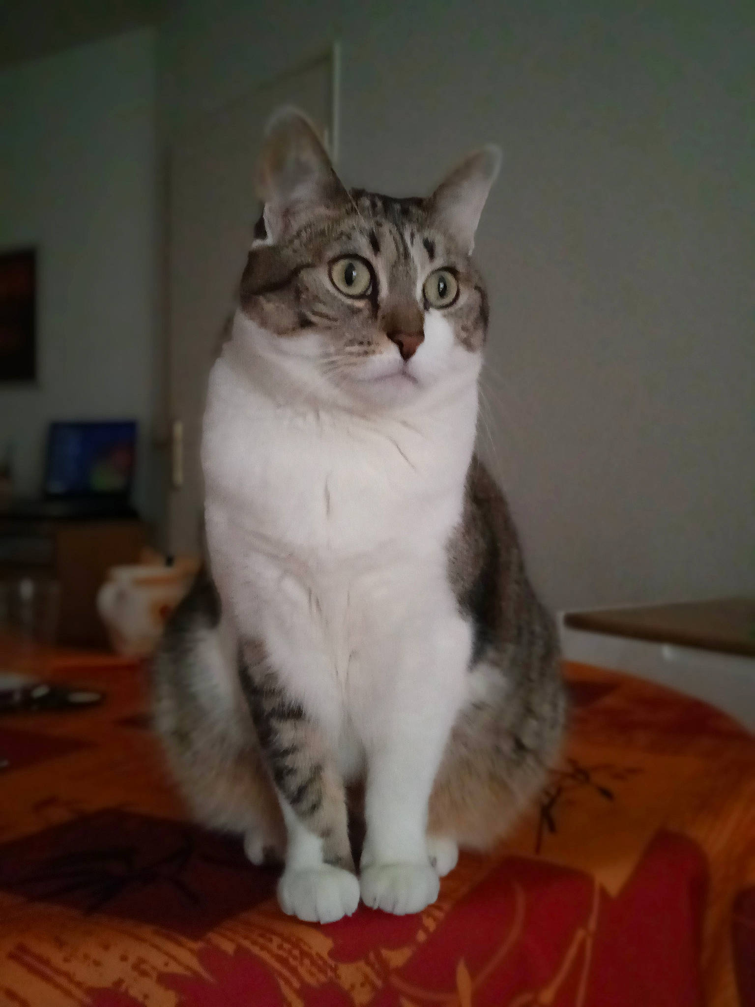 Pomme participe au concours pour gagner de l'argent avec cette photo : carnivore, cat, comfort, domestic_short_haired_cat, felidae, flooring, foot, fur, paw, picture_frame, sitting, small_to_medium_sized_cats, tail, terrestrial_animal, whiskers, window, wood