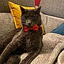 accessories, animal, architecture, bowtie, building, cat, chair, couch, cushion, formalwear, furniture, homedecor, indoors, interiordesign, kitten, linen, livingroom, pet, pillow, tie