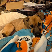 Lucy joined the competition — help win amazing prizes! puppy, blanket, fleece, dog, sleeping, cozy, indoor, pet, brown, cute, soft, resting, home, animal, young, fur, comfort, pile, clutter, relaxing