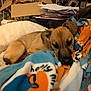 puppy, blanket, fleece, dog, sleeping, cozy, indoor, pet, brown, cute, soft, resting, home, animal, young, fur, comfort, pile, clutter, relaxing