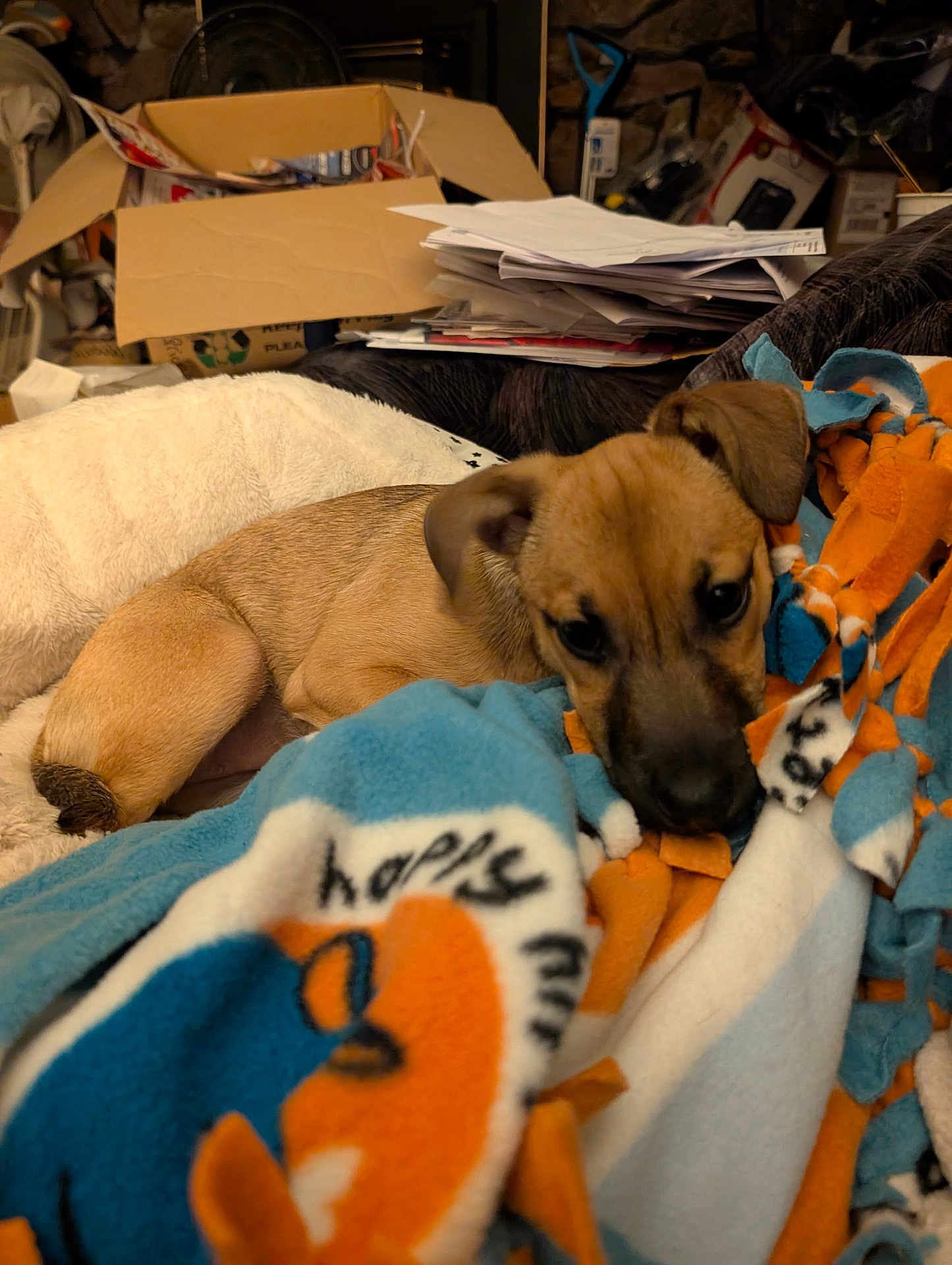 Lucy joined the competition — help win amazing prizes! puppy, blanket, fleece, dog, sleeping, cozy, indoor, pet, brown, cute, soft, resting, home, animal, young, fur, comfort, pile, clutter, relaxing