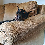 Gohan is registered to the contest to win money with this photo: dog, doberman, sleeping, couch, furniture, indoor, pet, resting, cozy, relaxed, brown, black, ears, nose, home, living_room, comfort, animal, fur, canine