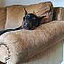 dog, doberman, sleeping, couch, furniture, indoor, pet, resting, cozy, relaxed, brown, black, ears, nose, home, living_room, comfort, animal, fur, canine