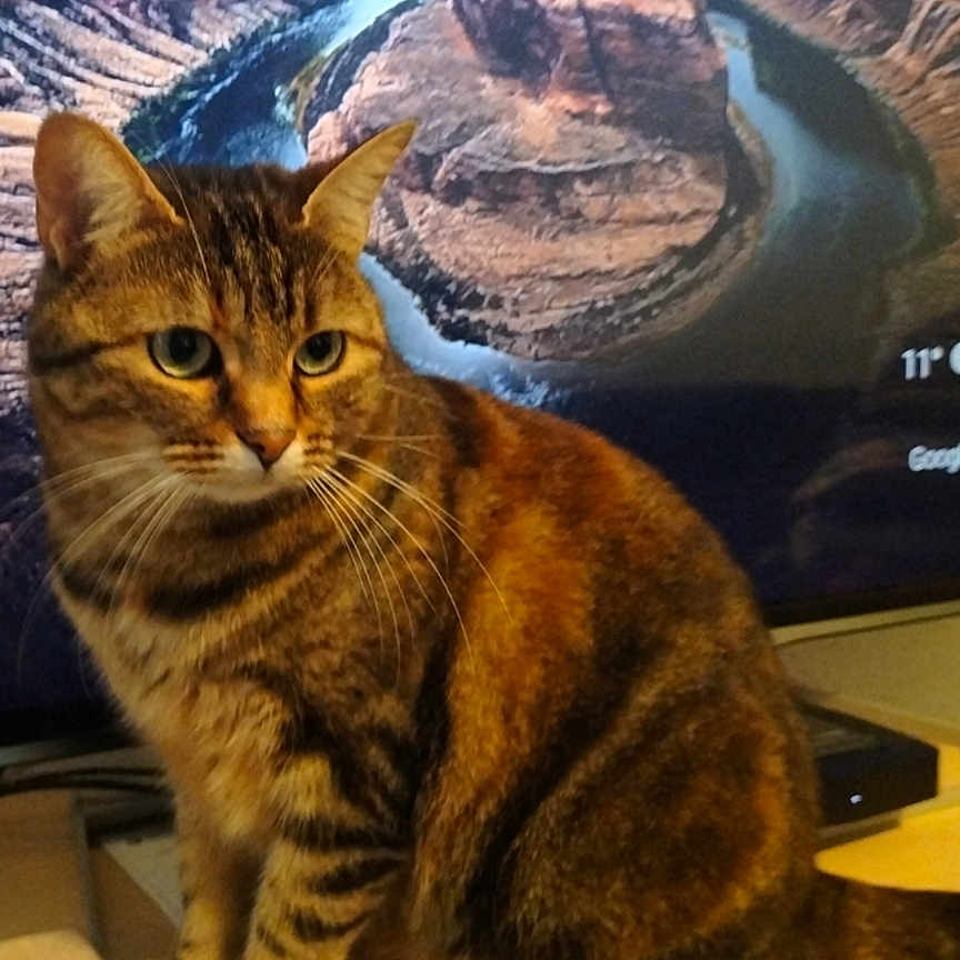 Mimi participe au concours pour gagner de l'argent avec cette photo : animal, canyon, cat, computerhardware, electronics, face, hardware, head, landscape, monitor, mountain, nature, outdoors, person, pet, rock, scenery, screen, tv, valley