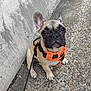 french_bulldog, puppy, dog, orange_harness, leash, sitting, outdoor, concrete_wall, pebbled_ground, pet, cute, animal, ears, looking_up, small_dog, companion, young_dog, canine, walk, curious