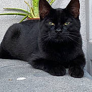 Mahrous participe au concours pour gagner de l'argent avec cette photo : black_cat, cat, animal, pet, aloe_plant, potted_plant, green_eyes, concrete, gray_wall, outdoor, feline, resting, close_up, whiskers, ears, quiet, calm, nature, plant, portrait