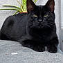 black_cat, cat, animal, pet, aloe_plant, potted_plant, green_eyes, concrete, gray_wall, outdoor, feline, resting, close_up, whiskers, ears, quiet, calm, nature, plant, portrait