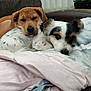 dog, pets, snuggling, blanket, couch, indoor, cozy, fur, resting, two_animals, companion, comfort, cute, relaxed, brown_dog, white_dog, plant, homedecor, soft, friendly
