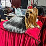 Babi Gabi joined the competition — help win amazing prizes! animal, background, bow, cushion, decor, dog, fur, groomed, indoor, leash, people, pet, pet_show, portrait, red_bow, red_cushion, resting, silky_fur, small_dog, yorkshire_terrier