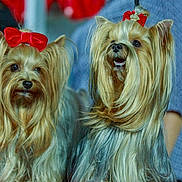 Babi Gabi is registered to the contest to win money with this photo: adorable, animal, bow, canine, companion, cute, cute_pet, dog, domestic_animal, friendly, fur, groomed, indoor, long_hair, mammal, pet, portrait, small_dog, two_dogs, yorkshire_terrier