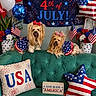 dog, pet, celebration, 4th_of_july, patriotic, red_white_blue, balloon, flag, couch, pillow, flower_pot, indoor, decoration, holiday, festive, bow, fur, animal, cute, portrait