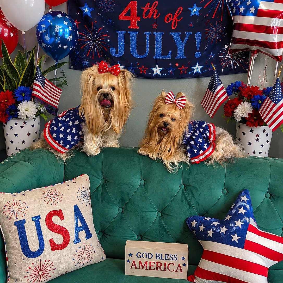 Babigabi joined the competition — help win amazing prizes! dog, pet, celebration, 4th_of_july, patriotic, red_white_blue, balloon, flag, couch, pillow, flower_pot, indoor, decoration, holiday, festive, bow, fur, animal, cute, portrait