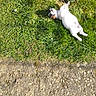 Alfred participe au concours pour gagner de l'argent avec cette photo : dog, grass, outdoor, sunny, playful, pet, small_dog, relaxed, nature, animal, ground, path, paw, white_dog, brown_spot, sunlight, canine, backyard, summer, resting