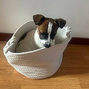 Alfred participe au concours pour gagner de l'argent avec cette photo : puppy, dog, basket, white, brown, floor, wooden_floor, indoor, pet, animal, cute, small, cozy, woven_basket, curious, shy, fur, domestic_animal, wall, resting
