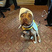 Zeus is registered to the contest to win money with this photo: dog, indoor, carpet, bonnet, yellow_collar, pet, animal, brown_dog, sitting, looking_up, person, human_leg, chair, cabinet, hanger, floor, fur, cute, obedient, room