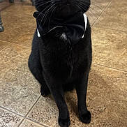 Jerry joined the competition — help win amazing prizes! cat, black_cat, bow_tie, tile_floor, kitchen, pet, whiskers, yellow_eyes, portrait, sitting, indoor, close_up, chair, stove, furniture, domestic, cute, tuxedo, front_paws, attentive
