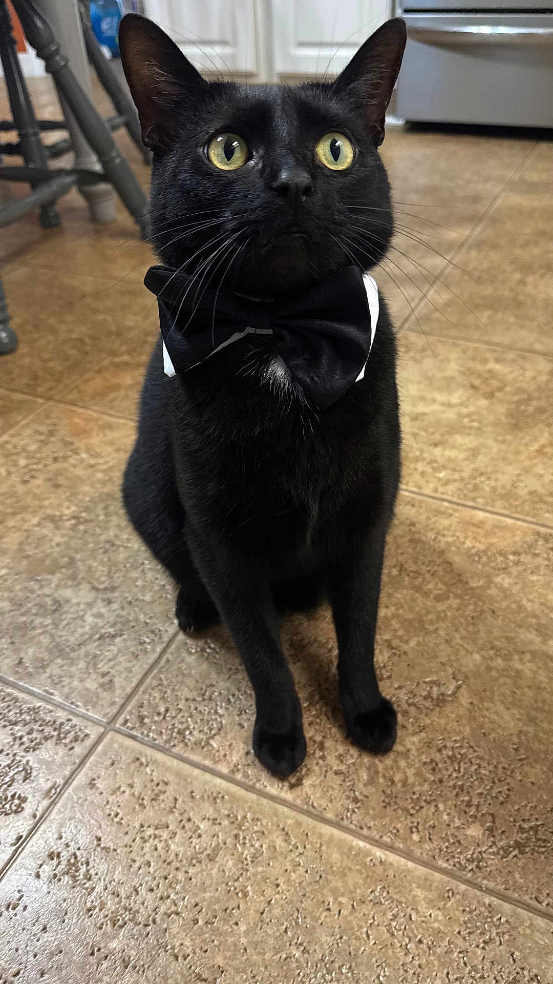 Jerry joined the competition — help win amazing prizes! cat, black_cat, bow_tie, tile_floor, kitchen, pet, whiskers, yellow_eyes, portrait, sitting, indoor, close_up, chair, stove, furniture, domestic, cute, tuxedo, front_paws, attentive